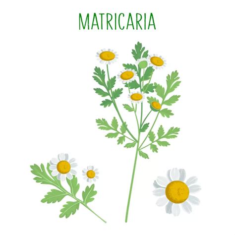 Matricaria C Mo Es Y D Nde Crece Y Principios Activos