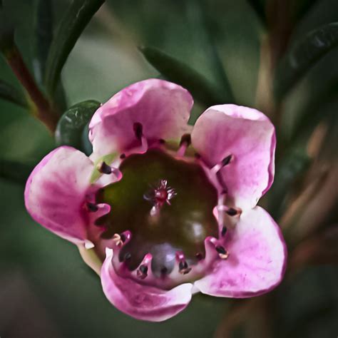 Raspberry Ripple A Variety Of Geraldton Wax Geraldton Wax Flickr