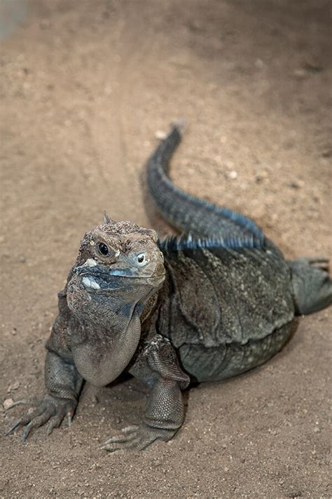 Iguana San Diego Zoo Animals And Plants