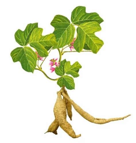 Kudzu Plant Root