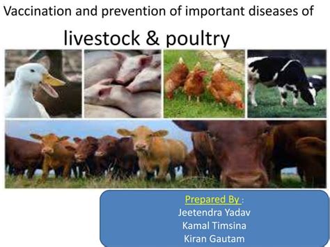 Diseases Of Livestock And Poultry Ppt