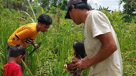 Panen Ubi Jalar Sama Bang Dk Di Kebun Ume Baru Dan Nanam Ubi Jalar