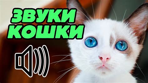 Звук кошки: как мяукают кошки? - YouTube