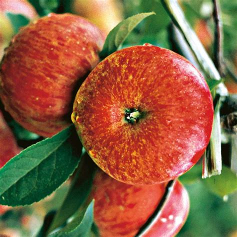 Winterapfel Topaz Obstgehölz Äpfel Obst Ahrens Sieberz