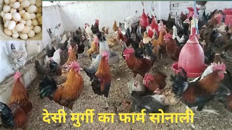 Desi Murgi Poultry Farm Rajasthan Desi Murgi Poultry Farming YouTube