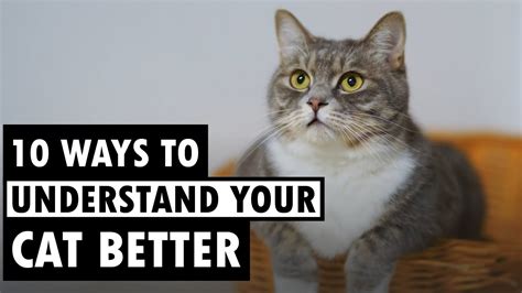 10 Ways To Understand Your Cat Better YouTube