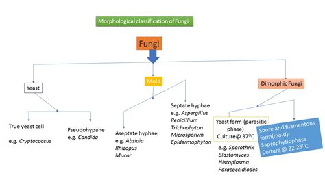 Mycology Introduction Structure Classification Of Medically Impor