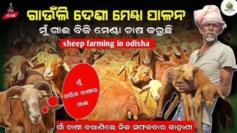 ମଣଢ ଚଷ sheep farm in odisha Desi mendha chasa odisha How to