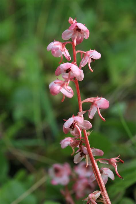 Pyrola Incarnata Изображение особи Плантариум