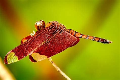 Red Double Winged Dragonfly Neurothemis Terminata Flickr