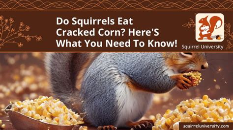 Do Squirrels Eat Cracked Corn Here S What You Need To Know Squirrel University