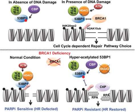 Acetylation Of 53bp1 Dictates The Dna Double Strand Break Repair