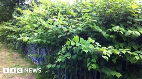 Japanese Knotweed The Plant Bringing Misery To Homeowners Bbc News