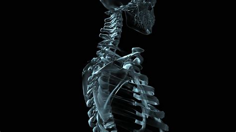 D Medical Animation Of A Human Skeleton Rotating Loop Stock