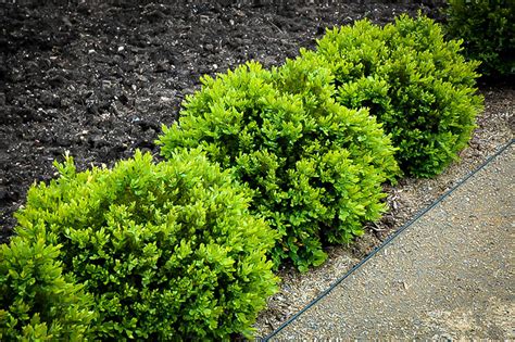 Green Velvet Boxwood Shrubs For Sale The Tree Center™