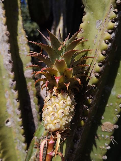 Abacaxi Ornamental Ananas Ananassoides Laborat Rio De Sistem Tica