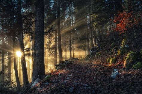 Schöne Lichtstimmung Im Wald Foto And Bild Landschaft Landschaften