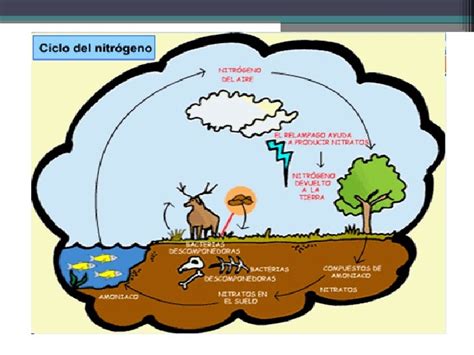 Clase Del Ciclo Del Nitrogeno Y Fosforo