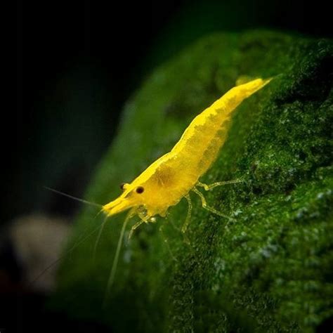 Krewetka Neocaridina Yellow Neon Żółte z Pasem aquanimal pl