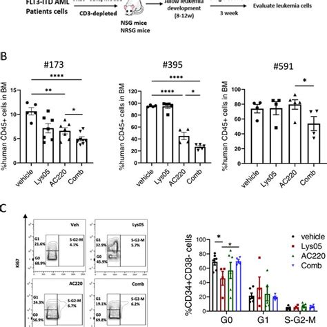 Autophagy Inhibition Reduces Growth Of FLT3 ITD Cells And Enhances