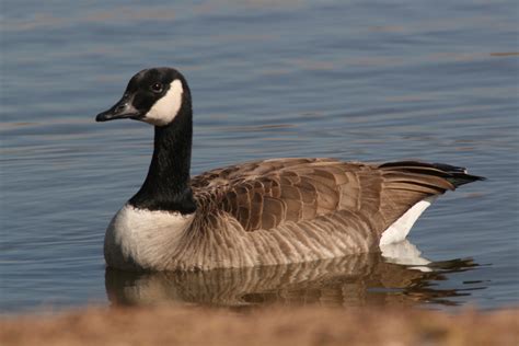 The Canada Goose A Wild Bird The Wildlife