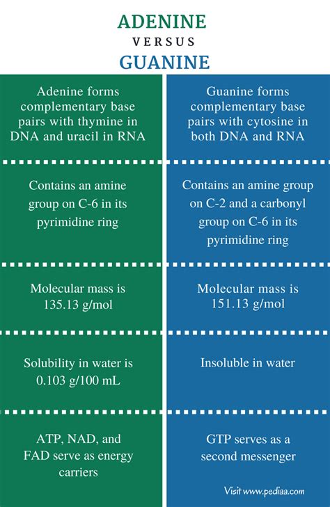 Difference Between Adenine and Guanine | Definition, Structure, Characteristics