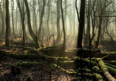 Wallpaper Sunlight Trees Nature Wood Branch Morning Mist