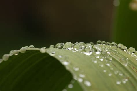 Fotos Gratis Agua Naturaleza C Sped Rama Soltar Roc O