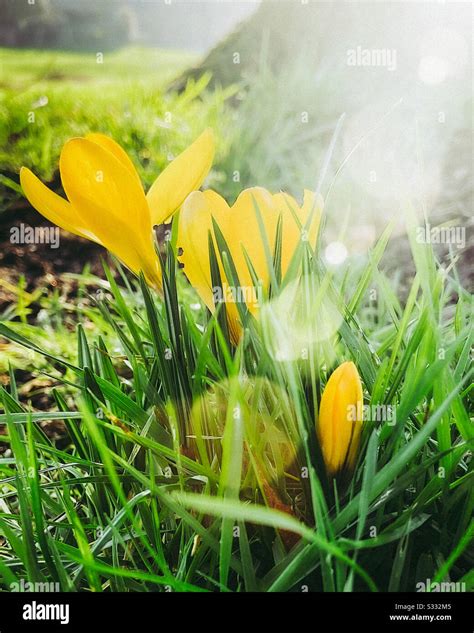 First crocus in the early spring sunshine Stock Photo - Alamy