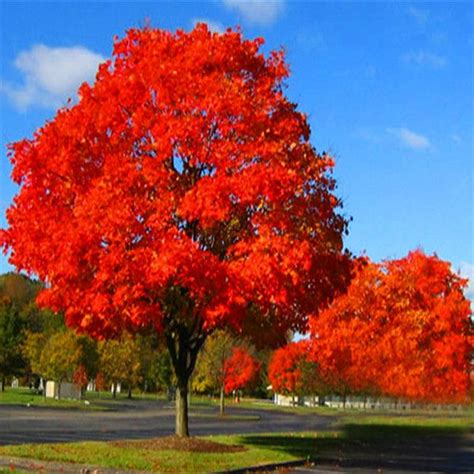 Southern Red Oak For Sale Low Prices From Tn Tree Nursery