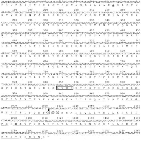 Nucleotide Sequence Of Djbmp CDNA Upper And The Deduced Amino Acid