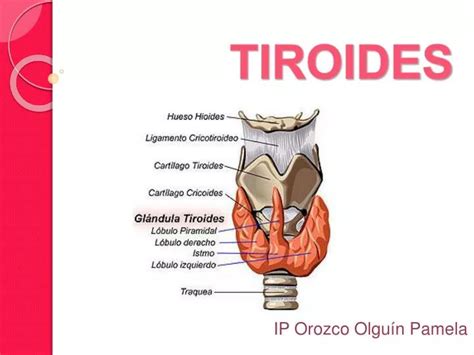 Ppt Tiroides Powerpoint Presentation Free Download Id910093