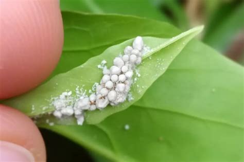 3 Easy Ways for Organic Mealybug Control | Novobac