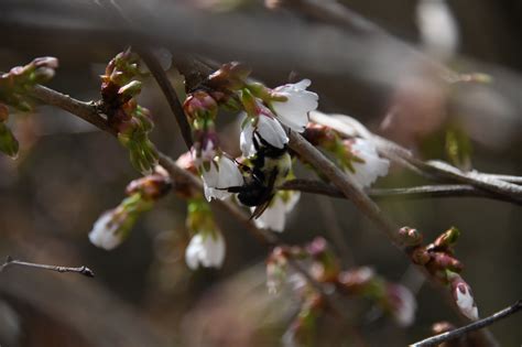 Bourdon Le Printemps Fleur Photo Gratuite Sur Pixabay