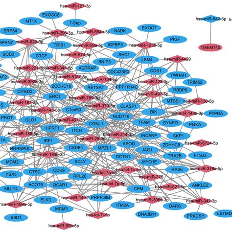 Mirna Target Network Between Degs And Differentially Expressed Mirnas