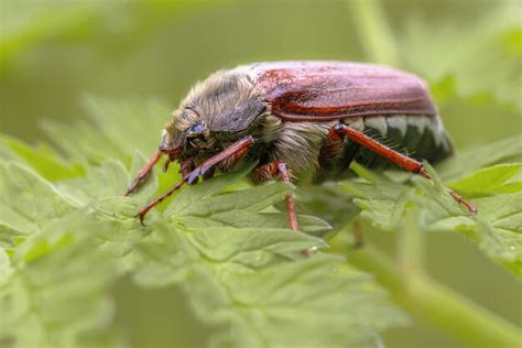 Premium Photo | Common cockchafer beetle