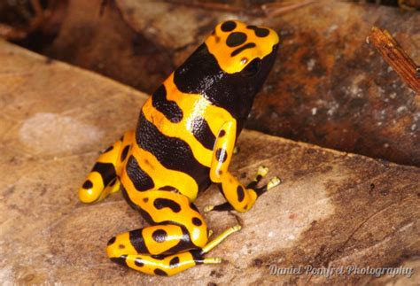 Bumblebee Poison Dart Frog Dendrobates Leucomelas Daniel