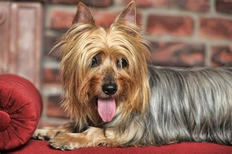 small dogs  dont shed  shedding small dogs