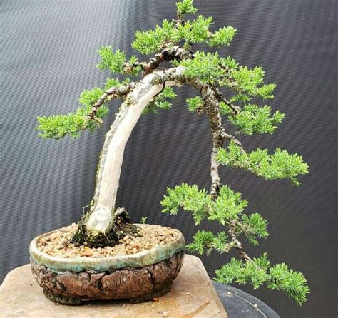 Juniperus Procumbens Marcos Beirute Bonsai Tree Bonsai Tree Types