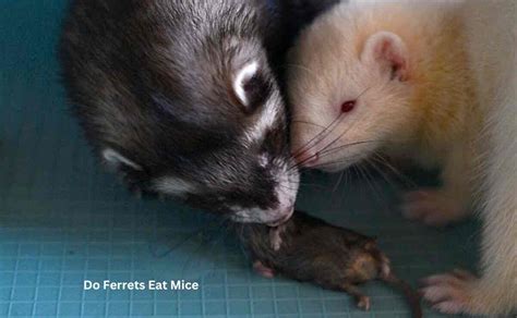 Do Ferrets Eat Mice Know The Real Answer Ferret Adviser