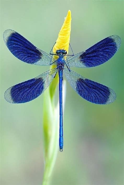 A Blue Dragonfly Sitting On Top Of A Green Plant