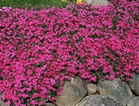 Phlox Subulata Scarlet Flame Creeping Perennial Large Plug Plants