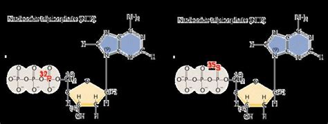 Nucleoside triphosphate - Alchetron, the free social encyclopedia