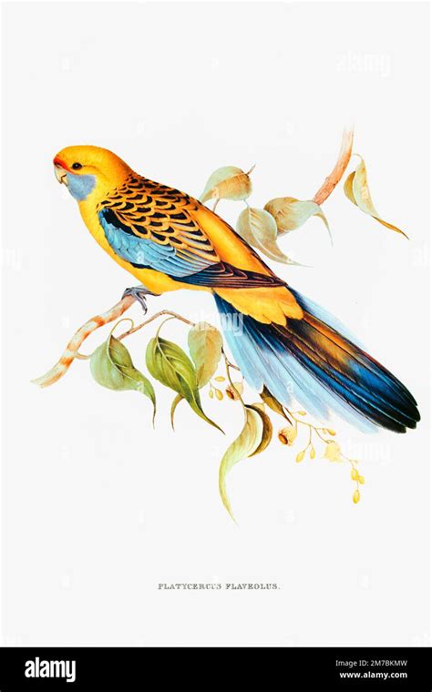 Tropical Birds Wildlife Cut Out Stock Images And Pictures Alamy