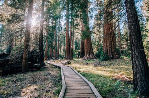 7 Unforgettable Things to Do in Sequoia National Park