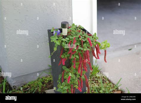 RED HOT FIRE TAILS Stock Photo Alamy