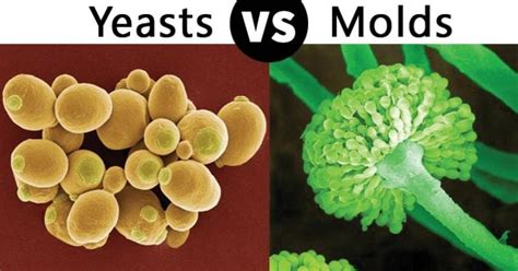 Yeasts Vs Molds Definition And 23 Major Differences