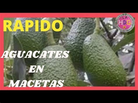 Ya No Esperes A Os Para Tener Aguacate Con Frutos En Macetas Youtube