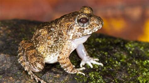 Vier Neue Froscharten Entdeckt Tierwelt Ch Tierwelt