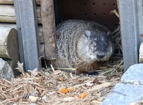 Watch Groundhog Day 2024 live stream: See if Punxsutawney Phil sees hi